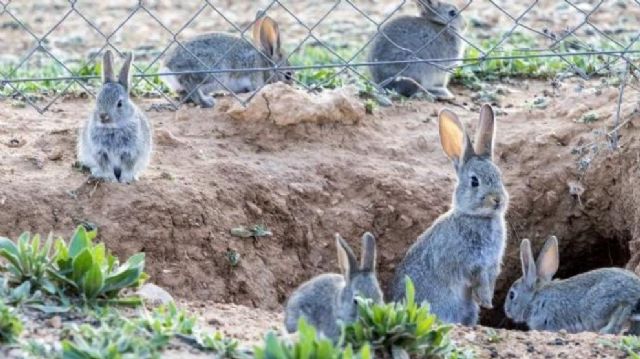 Unión de Uniones denuncia que MAPA y MITECO se desentienden de la prevención de daños de la fauna silvestre a la agricultura y la ganadería - 1, Foto 1