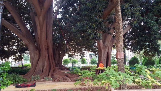 Parques y Jardines instala escalas en los ficus para agilizar sus revisiones de seguridad - 1, Foto 1