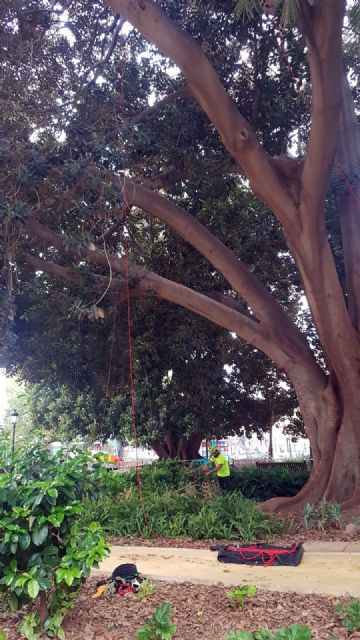 Parques y Jardines instala escalas en los ficus para agilizar sus revisiones de seguridad - 2, Foto 2