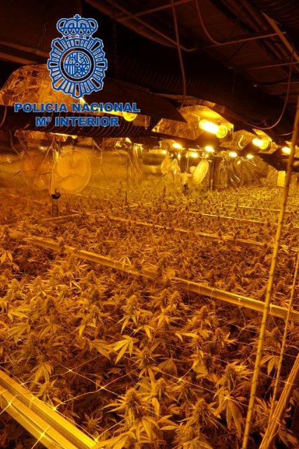 La Policía Nacional desarticula un entremado compuesto por ciudadanos de los Países Bajos especializado en el cultivo de marihuana para su exportación a Bélgica y Holanda - 1, Foto 1