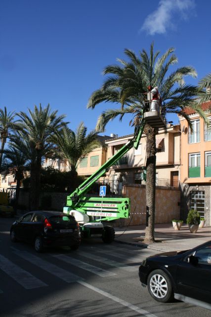 Realizan labores de poda y mantenimiento de la población de palmeras en la vía pública, y parques y jardines de la población, Foto 1