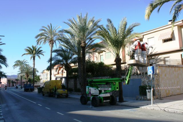 Realizan labores de poda y mantenimiento de la población de palmeras en la vía pública, y parques y jardines de la población, Foto 4