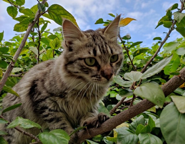 La primavera también altera a las mascotas - 1, Foto 1