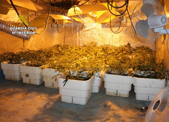 La Guardia Civil desmantela en Murcia un invernadero clandestino con un centenar de plantas de marihuana - 1, Foto 1