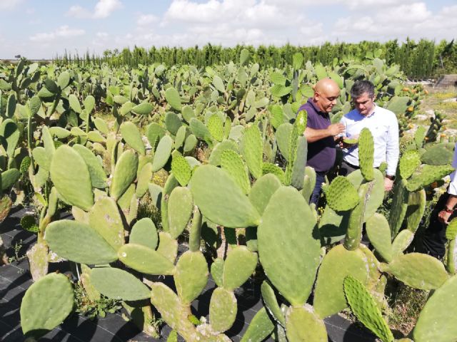 La Región se consolida como una de las comunidades con mayor diversidad agrícola con más de 3.130 cultivos diferentes - 1, Foto 1