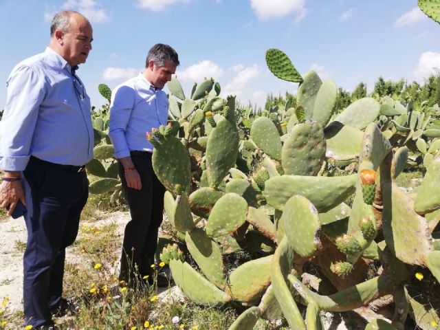 La Región se consolida como una de las comunidades con mayor diversidad agrícola con más de 3.130 cultivos diferentes - 2, Foto 2