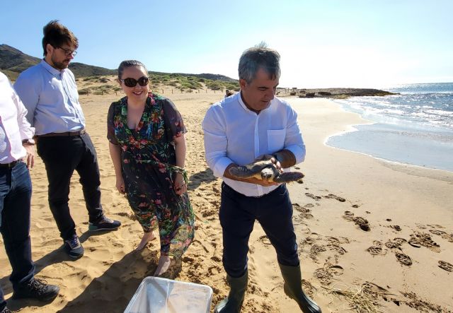 Liberada una tortuga boba en la playa de Calblanque - 1, Foto 1