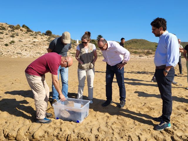 Liberada una tortuga boba en la playa de Calblanque - 2, Foto 2