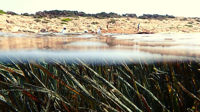 Reinventar el turismo en Ibiza: viajar este verano a la isla para contribuir a la conservación de la Posidonia - 1, Foto 1