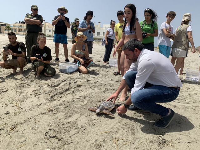 La Comunidad devuelve al mar 12 tortugas boba tras ser recuperadas y tratadas para aumentar su supervivencia - 1, Foto 1