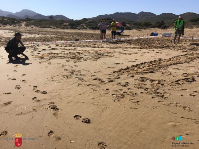 Comienza la campaña de sensibilización 'Territorio Tortuga' con motivo del Día Mundial de las Tortugas Marinas - 3, Foto 3