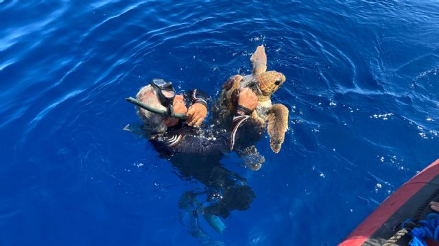 Mejora del conocimiento de tortugas marinas y riesgos en las costa Este del Mediterráneo español - 1, Foto 1