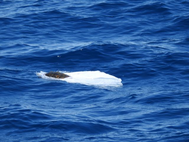 Mejora del conocimiento de tortugas marinas y riesgos en las costa Este del Mediterráneo español - 2, Foto 2