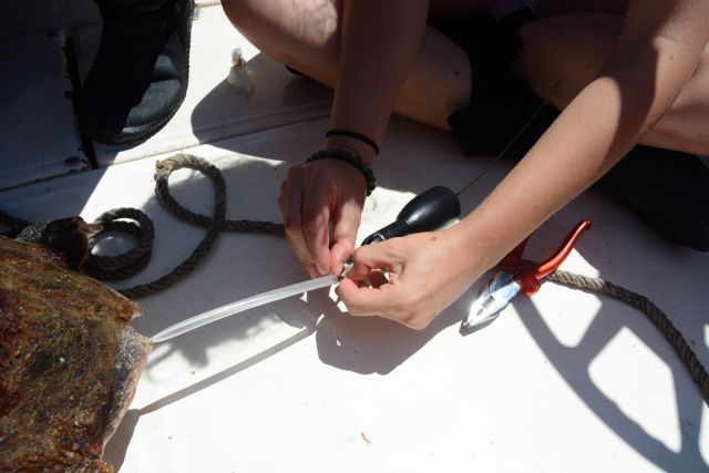 Mejora del conocimiento de tortugas marinas y riesgos en las costa Este del Mediterráneo español - 4, Foto 4