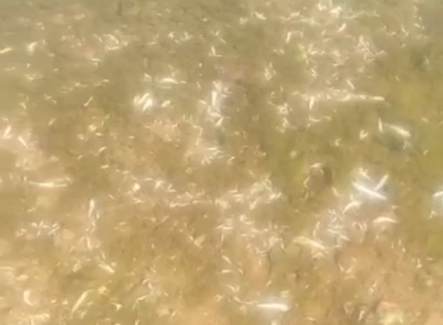 VOX Murcia exige que se depuren responsabilidades por el estado de las aguas tras las imágenes de los cientos de peces muertos en el Mar Menor - 1, Foto 1