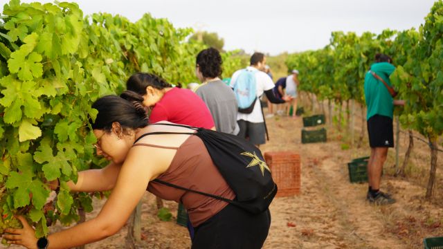 Estudiantes, profesores y PAS vendimian 6.000 kilos de uva merseguera en la finca Tomás Ferro - 1, Foto 1