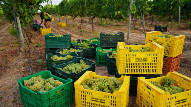 Estudiantes, profesores y PAS vendimian 6.000 kilos de uva merseguera en la finca Tomás Ferro - 2, Foto 2