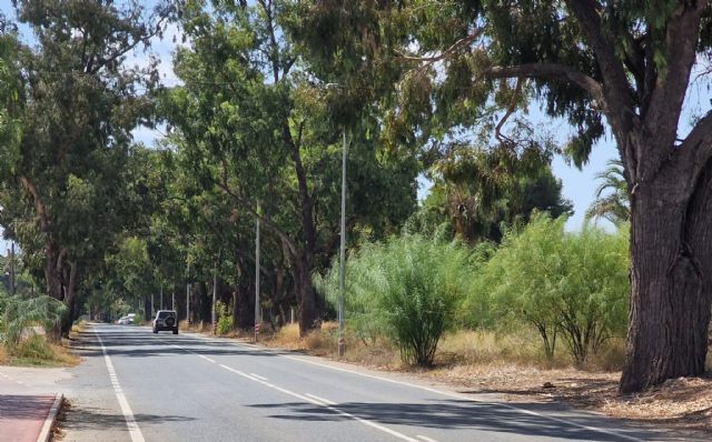 Sí Cartagena denuncia problemas de seguridad vial por la maleza existente en la carretera que une Santa Ana y el polígono - 4, Foto 4