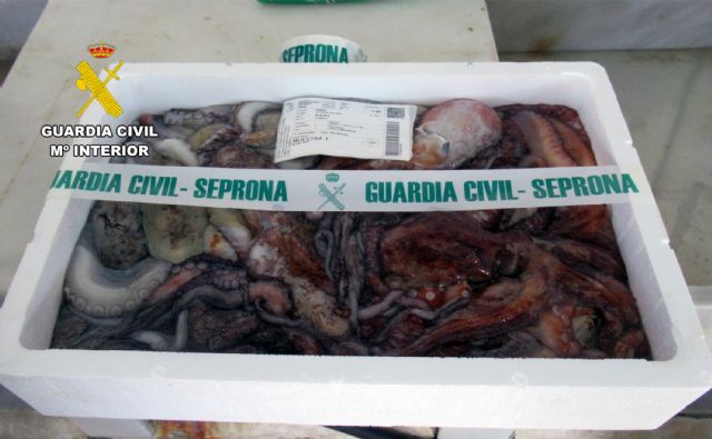 La Guardia Civil sorprende en Mazarrón a unos pescadores con pulpos inmaduros - 2, Foto 2