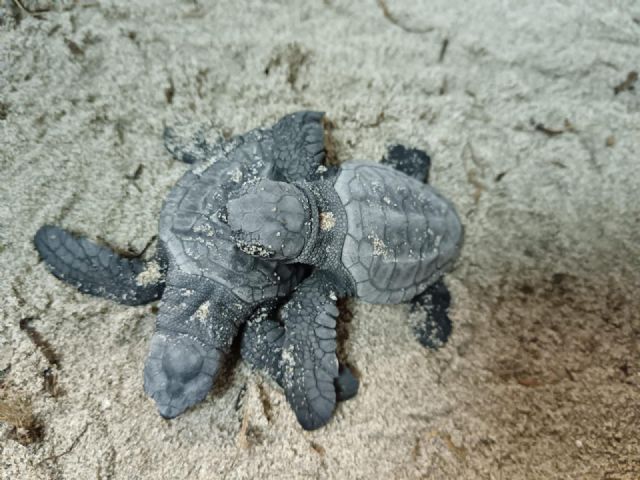 La Consejería de Medio Ambiente ultima el traslado de los 95 neonatos de tortuga boba nacidos en La Manga a los centros de cría - 1, Foto 1