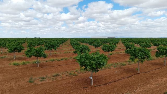 Fertiberia y Grupo IberoPistacho se alían para impulsar la sostenibilidad en el cultivo del pistacho - 1, Foto 1