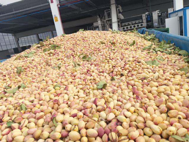 Fertiberia y Grupo IberoPistacho se alían para impulsar la sostenibilidad en el cultivo del pistacho - 2, Foto 2