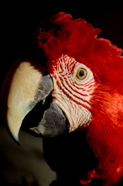 Terra Natura celebra Halloween con un ´escape room´ que invita a descifrar el misterio del guacamayo rojo infectado - 3, Foto 3