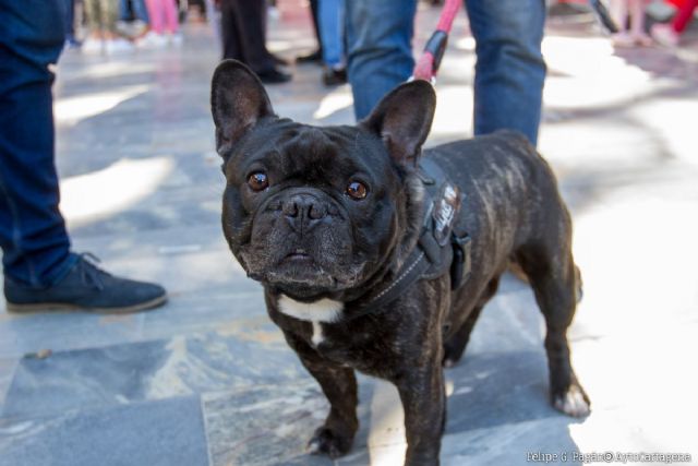 Mercadillo solidario de asociaciones protectoras de animales este sÃ¡bado en la plaza del CIM - 1, Foto 1