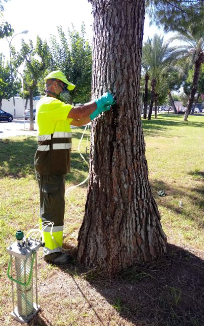 El Ayuntamiento protege más de 830 pinos contra posibles plagas de procesionaria a través de la endoterapia - 1, Foto 1