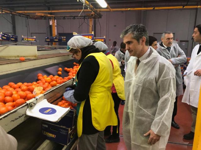 La Región de Murcia es la tercera comunidad autónoma en la producción de mandarina - 1, Foto 1