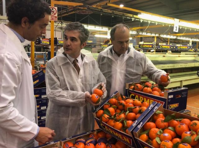 La Región de Murcia es la tercera comunidad autónoma en la producción de mandarina - 2, Foto 2