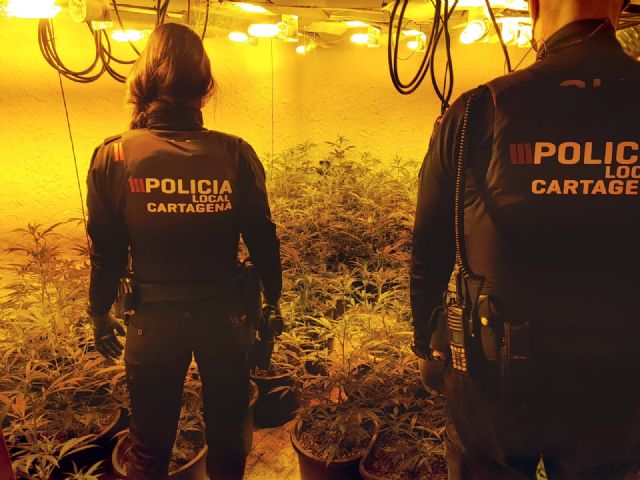 Detenido un individuo en cuya vivienda encontró la Policía Local un centenar de plantas de marihuana - 1, Foto 1