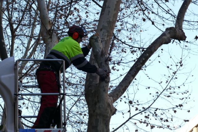 El Ayuntamiento poda cerca de cuatrocientos plátanos orientales para evitar caídas de ramas y molestias a los vecinos - 4, Foto 4