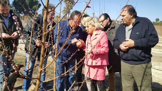 El Gobierno regional reivindica una cobertura de seguro para la fruta extratemprana que se ajuste a las necesidades de estas variedades - 1, Foto 1