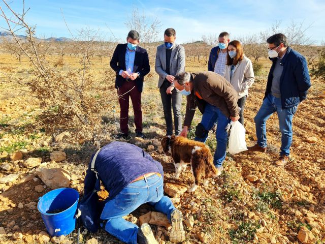 Los buenos resultados de los cultivos experimentales de trufa negra abren una nueva alternativa a la agricultura de Caravaca - 1, Foto 1