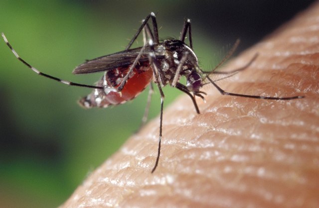 Murcia vigila de cerca a los mosquitos ante las altas temperaturas invernales - 1, Foto 1