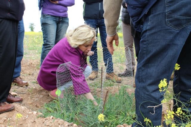 El plan del garbancillo de Tallante compatibiliza su recuperación y protección con los usos agrícolas en la zona - 1, Foto 1