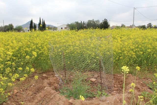 El plan del garbancillo de Tallante compatibiliza su recuperación y protección con los usos agrícolas en la zona - 2, Foto 2