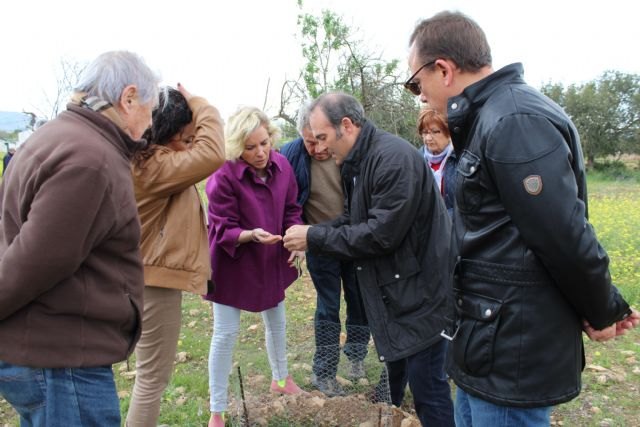 El plan del garbancillo de Tallante compatibiliza su recuperación y protección con los usos agrícolas en la zona - 3, Foto 3