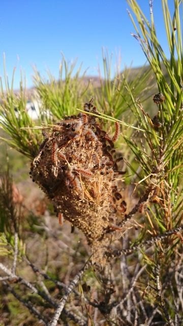 La Consejería de Agricultura constata una considerable disminución de las poblaciones de procesionaria del pino - 2, Foto 2