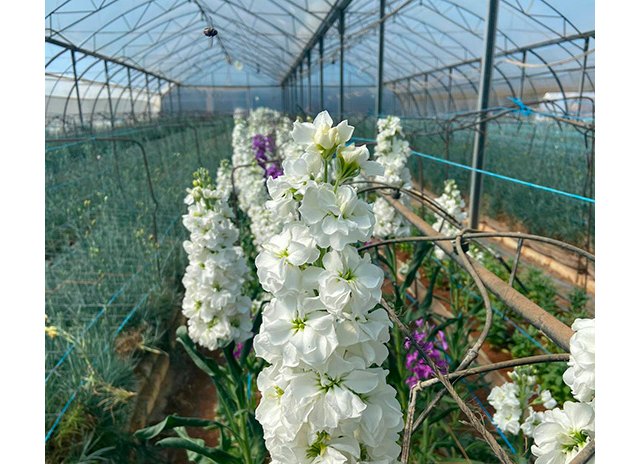 UPA: El coronavirus trae la ruina para la flor cortada - 1, Foto 1