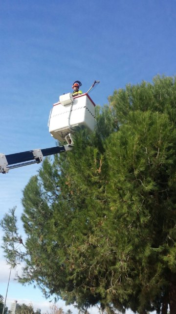 El Servicio de Parques y Jardines planta cara a la procesionaria - 1, Foto 1