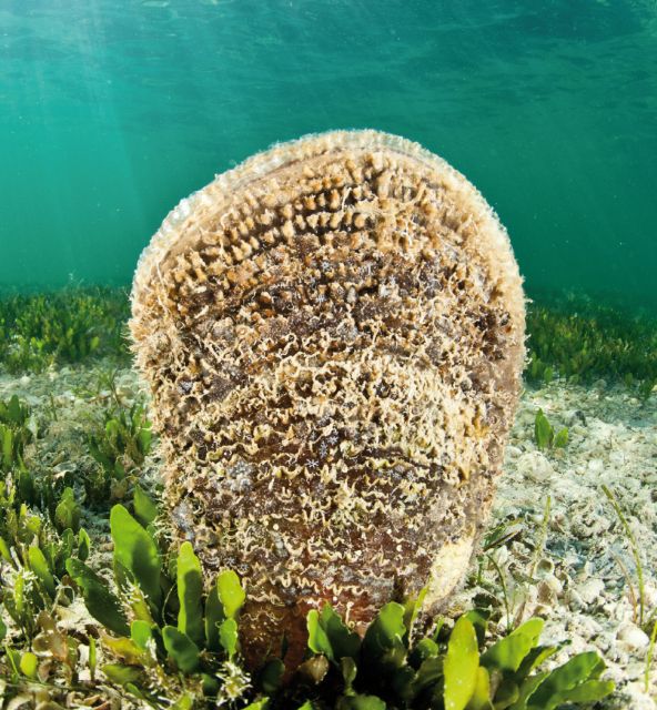 Una exposición con 30 fotografías muestra la riqueza de la flora y fauna submarinas del Mar Menor - 2, Foto 2