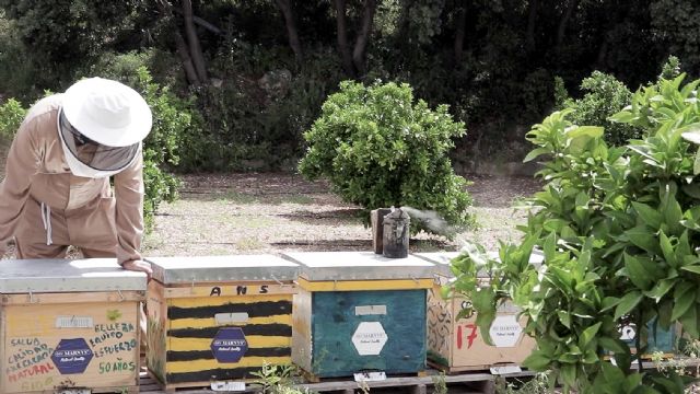 'MARNYS Planet' promueve la protección de las abejas y el medioambiente - 1, Foto 1