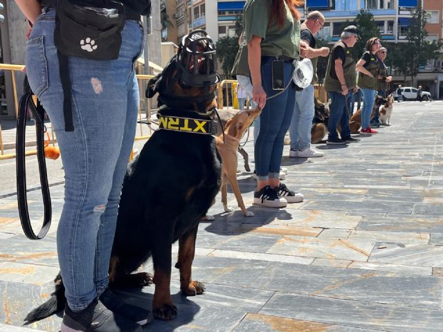 El Ayuntamiento lanza la campaña informativa sobre la gratuidad de la adopció de animales que se encuentran en Zoonosis - 2, Foto 2