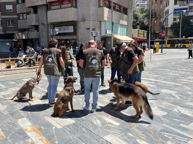 El Ayuntamiento lanza la campaña informativa sobre la gratuidad de la adopció de animales que se encuentran en Zoonosis - 3, Foto 3