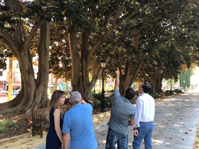 Los ficus del Jardín de Floridablanca se podaron esta misma semana - 1, Foto 1