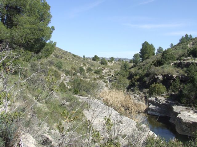 En la Región de Murcia se llevan a cabo plantaciones de refuerzo y se crean nuevas poblaciones de especies de flora amenazadas - 1, Foto 1