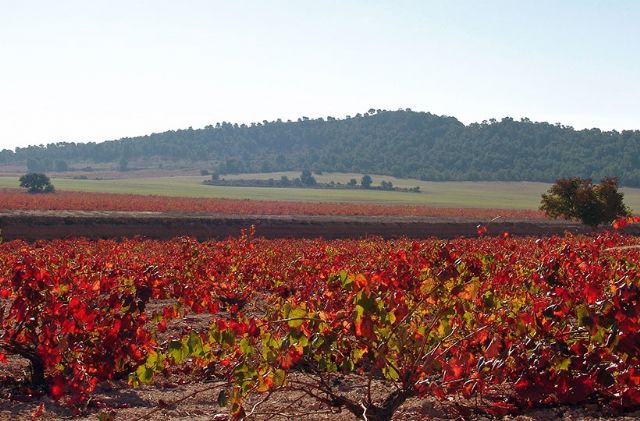 La Junta de Gobierno aprueba actualizar el inventario de cultivos en montes públicos - 1, Foto 1