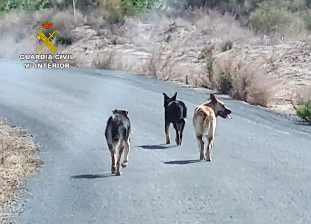 La Guardia Civil investiga a dos personas por el abandono de varios perros que causaron la muerte de más de una veintena de ovejas - 2, Foto 2